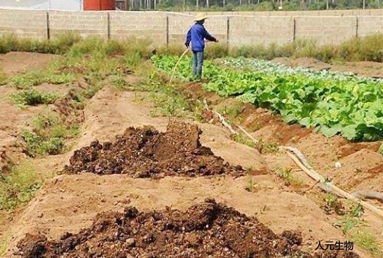 RW生物有機(jī)肥功能菌劑功能與特點(diǎn)