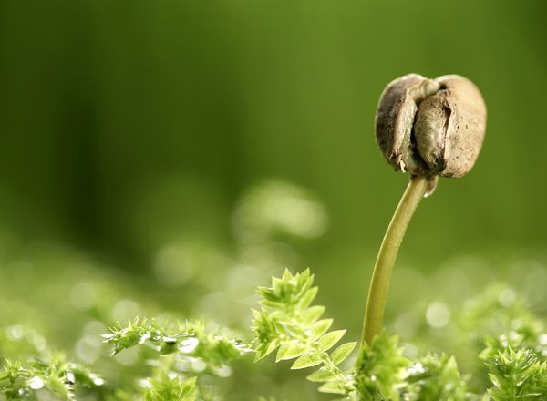 有機(jī)肥氮磷鉀養(yǎng)分如何更合理的分配和有效施用