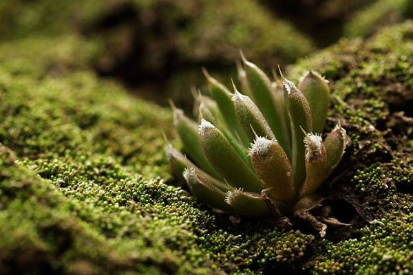 多肉植物施什么肥好，種植過程中需要注意哪些？