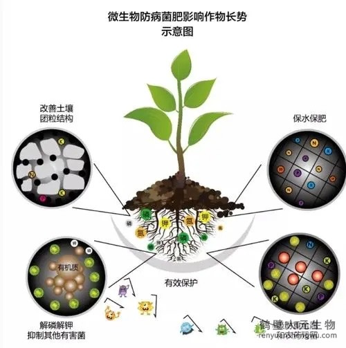 都說(shuō)微生物菌劑產(chǎn)品貴，你卻不知道土壤微生物到底有多重要！