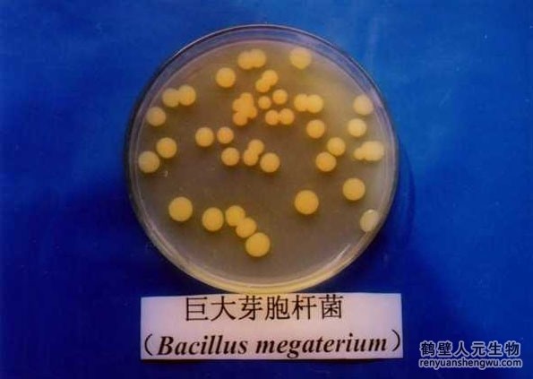 四川巨大芽孢桿菌的作用與主要功效