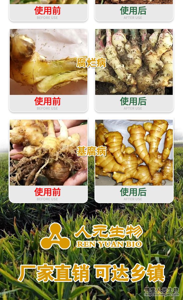 多氨豆粕菌肥系列大姜專用肥使用效果圖